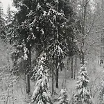 Krokiew